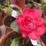 Kamélia japonská (Camellia Japonica) ´TRIUMPHANS´ - výška 20-40 cm, kont. C2L (-10°C)